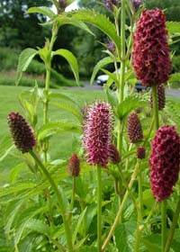 Sanguisorba menziesii